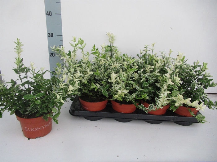 <h4>Euonymus fortunei 'Harlequin'</h4>