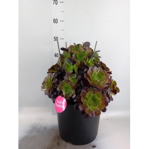 Aeonium arboreum 'Velours'