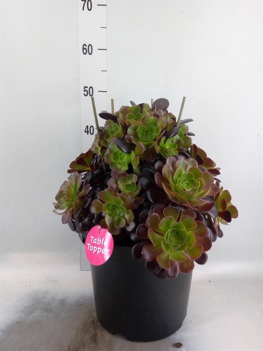 <h4>Aeonium arboreum 'Velours'</h4>