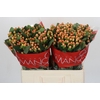 Hypericum Mellow Romance