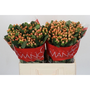 Hypericum Mellow Romance