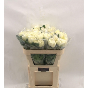 Chr G Vienna White