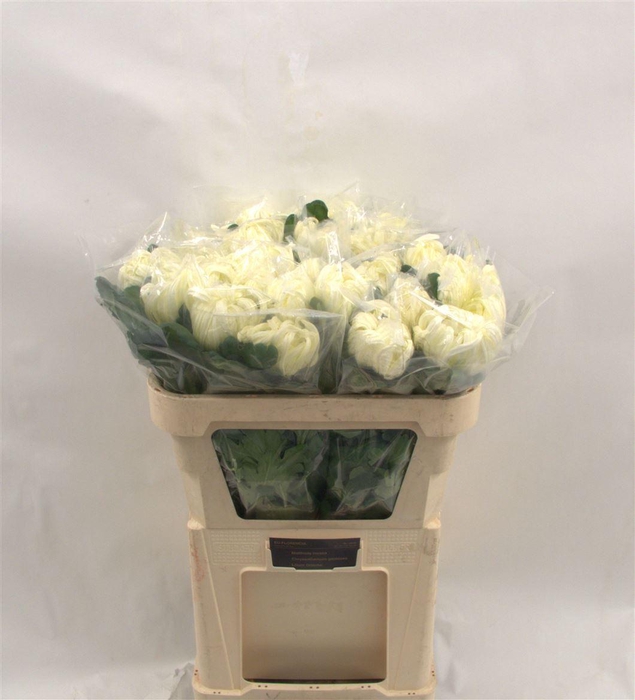 <h4>Chr G Vienna White</h4>