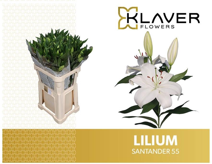 <h4>LI OR SANTANDER</h4>