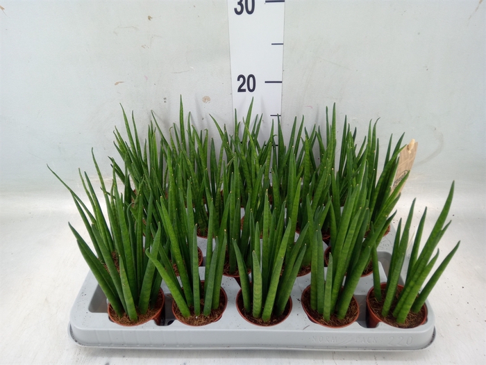 <h4>Sansevieria bacularis</h4>