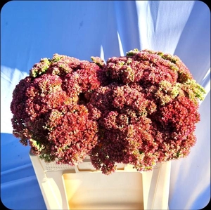 SEDUM SPECTABILE BLO