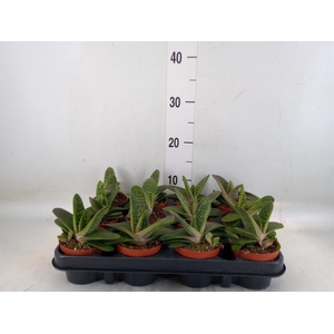 Gasteria 'Little Warty'