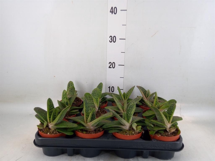 <h4>Gasteria  'Little Warty'</h4>