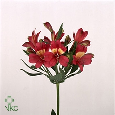 Hydrangea mag ruby red purple