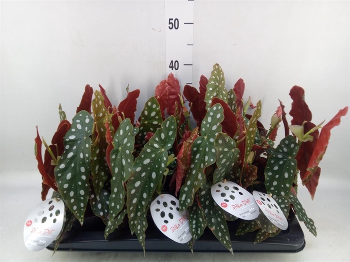 <h4>Begonia maculata</h4>