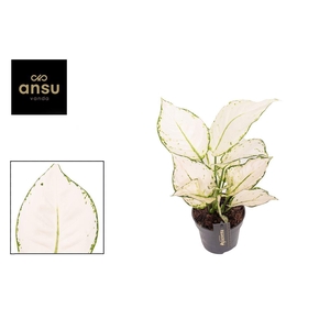 Aglaonema White Joy