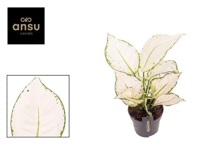 <h4>Aglaonema White Joy</h4>