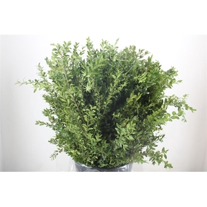 Buxus Green P Bunch