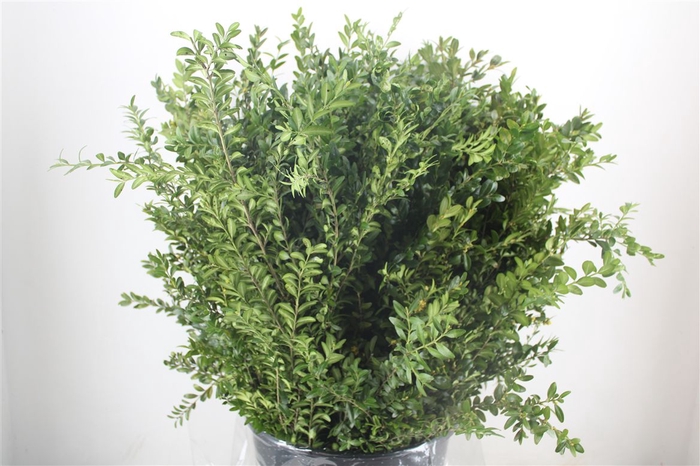 <h4>Buxus Green P Bunch</h4>