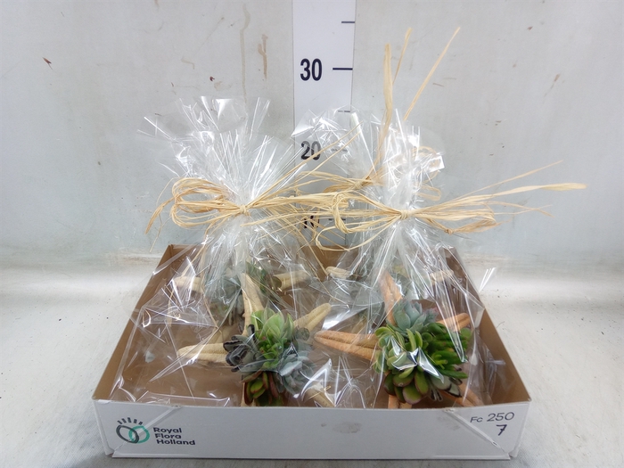 <h4>Planten  ..in schelp L%</h4>