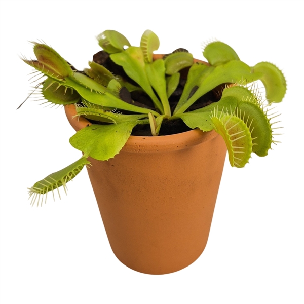 <h4>Dionaea 5.5 in Terracotta</h4>