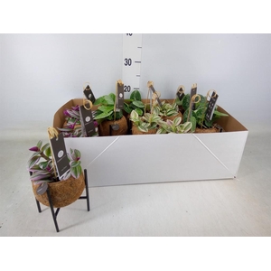 Planten Groen   ...mix  3