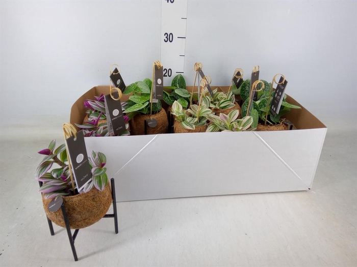 <h4>Planten Groen   ...mix  3</h4>