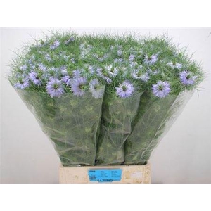 Nige D Clou Lavender