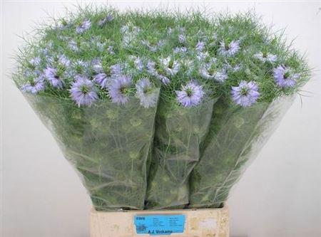 <h4>Nige D Clou Lavender</h4>