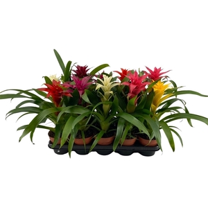 Guzmania mix compact