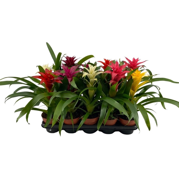 <h4>Guzmania mix compact</h4>