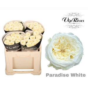 R Gr Paradise White X40