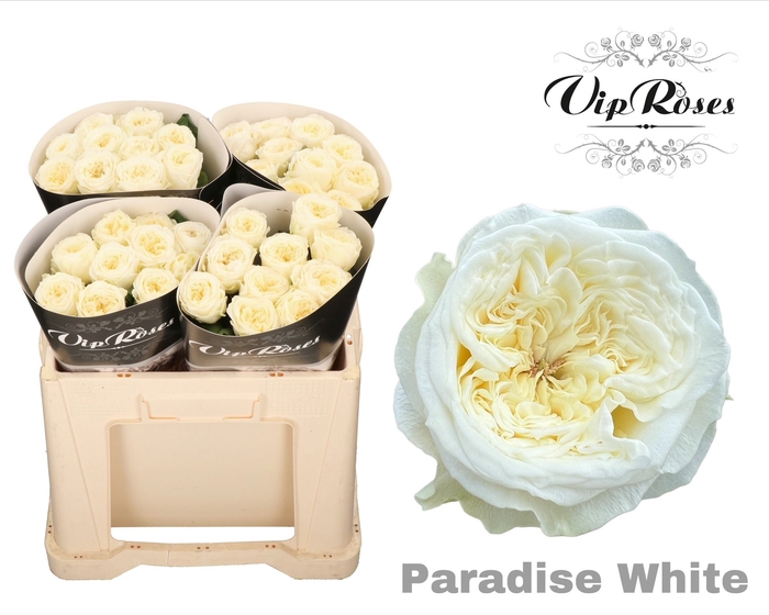 <h4>R Gr Paradise White X40</h4>