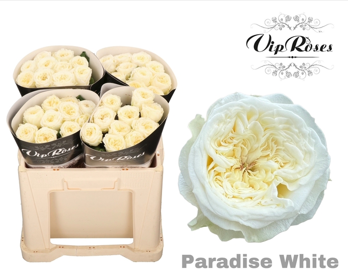 <h4>R GR PARADISE WHITE x40</h4>