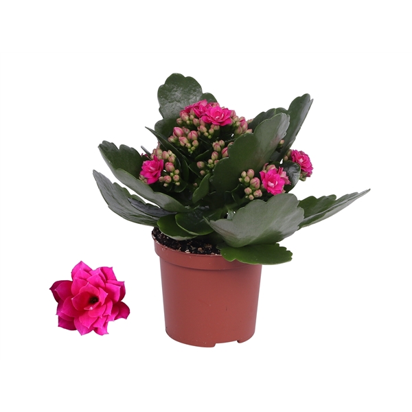 <h4>Kalanchoe Rosalina 07cm Don Victorio paars, Zonder hoes</h4>