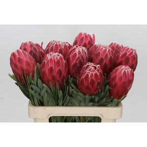 Protea Venus