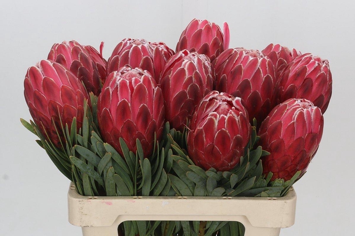 <h4>Protea Venus</h4>