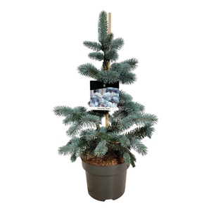 Picea pung. 'Koster'