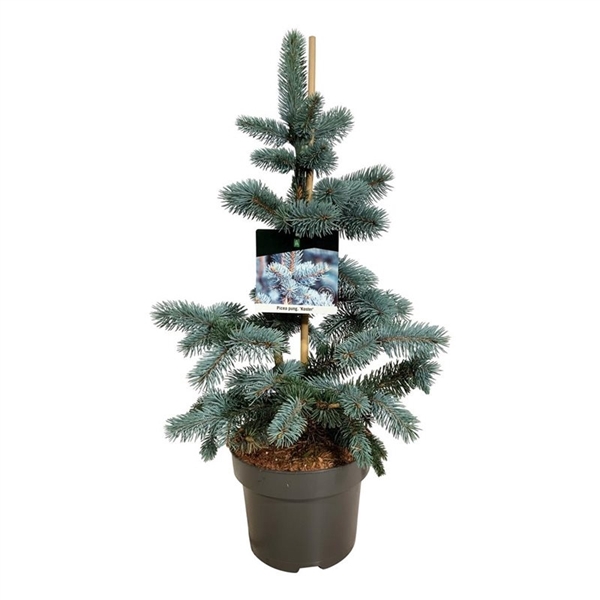 <h4>Picea pung. 'Koster'</h4>