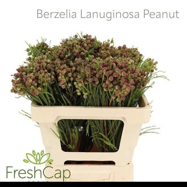 <h4>BERZ LANUGINOSA</h4>