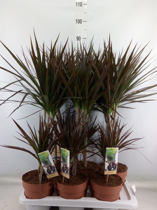 <h4>Dracaena marg. 'Magenta'</h4>