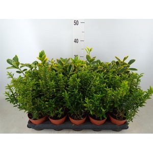 Euonymus japon.   ...mix