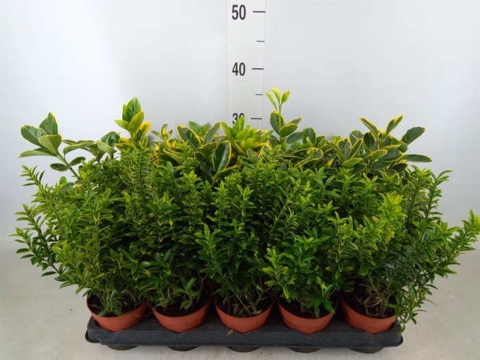 <h4>Euonymus japon.   ...mix</h4>