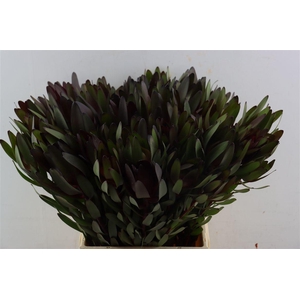 Leucad Safari Sunset 50cm