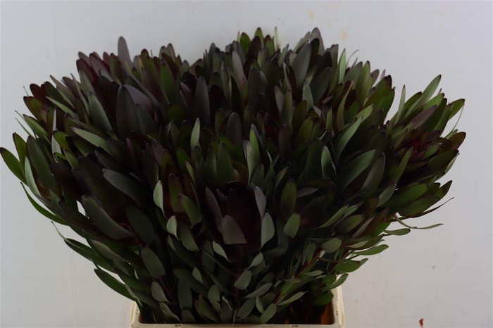 <h4>Leucad Safari Sunset 50cm</h4>