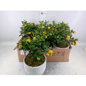 Arr.   Tuinplanten H%