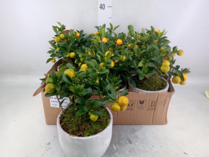 Arr.   Tuinplanten H%