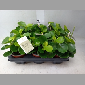 Peperomia obt. 'Green Gold'