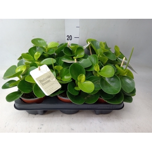 Peperomia obt. 'Green Gold'