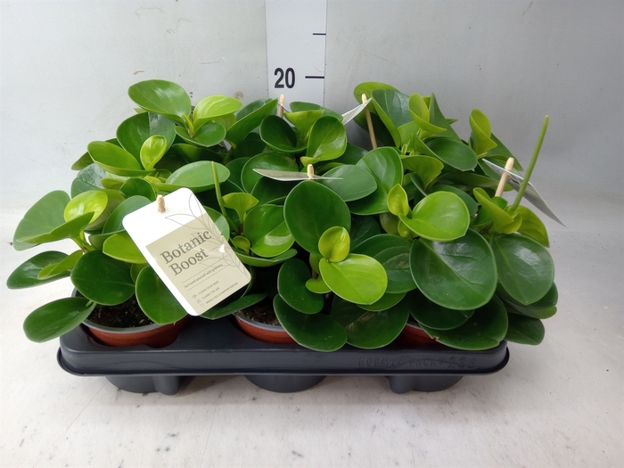 <h4>Peperomia obt. 'Green Gold'</h4>