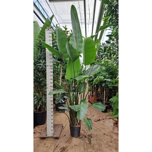 Strelitzia nicolai