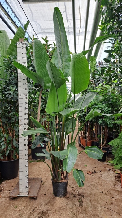 <h4>Strelitzia nicolai</h4>