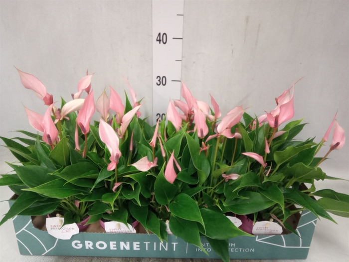 <h4>Anthurium andr. 'Lilli'</h4>