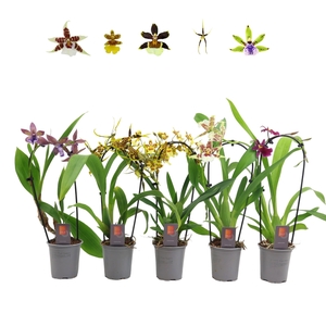 Inca Orchid mix Cascade 9cm
