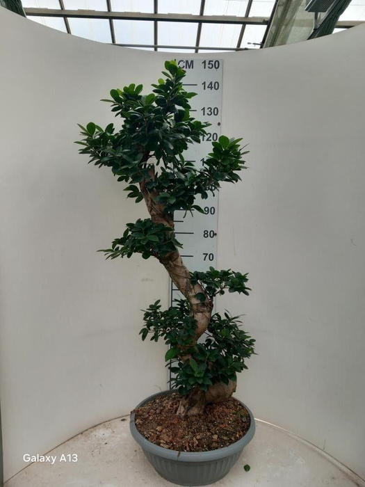 <h4>FIC MI GINSENG</h4>